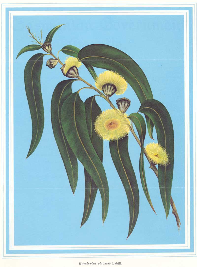 Oranje Anoniem visie Tasmania - Floral Emblems - Australian Plant Information