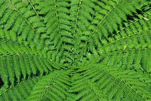 Dicksonia antarctia frond texture