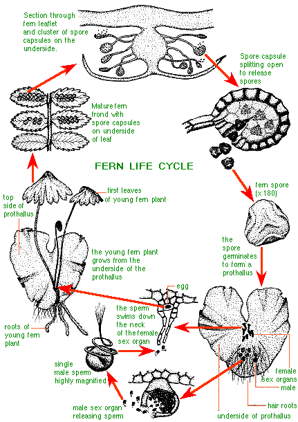 spore formation in fern