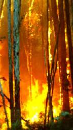 How Fires Affect Biodiversity