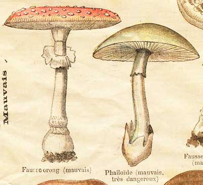 Le Petit Journal - fungi