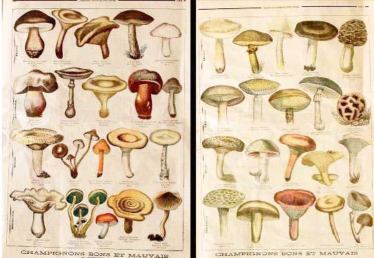Le Petit Journal - fungi