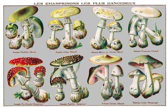 French pharmacy booklets - fungi
