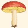 Russula australiensis : Cooke illustration