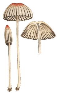 Cooke illustration: Coprinus plicatilis