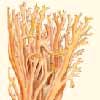Ramaria formosa : Cooke illustration