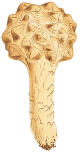 Phellorina strobolina : Cooke illustration