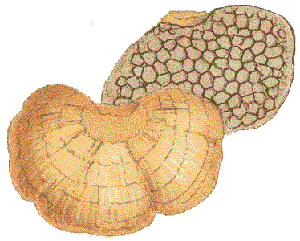 Hexagonia tenuis : Cooke illustration