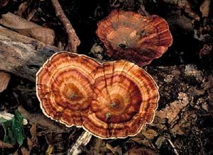 Yellow-footed Polypore