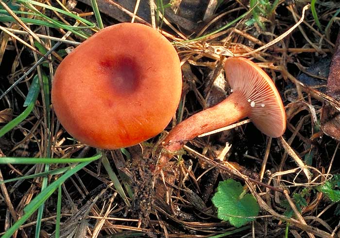 photo: Lactarius sp.