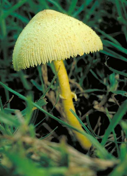 photo: Leucocoprinus birnbaumii