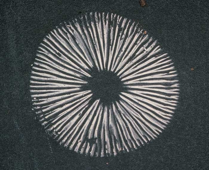 spore print