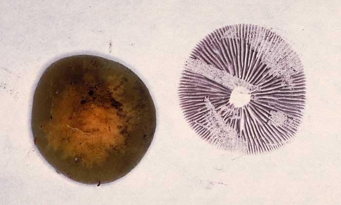 photo: Spore Print 