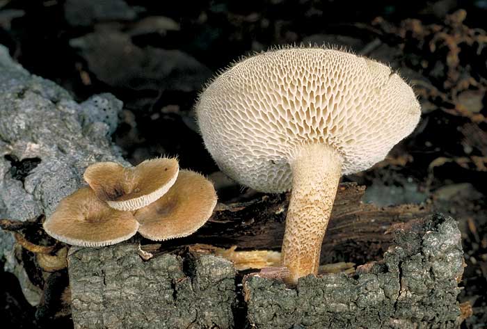 Polyporus arcularius