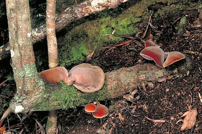 photo: Auricularia sp.