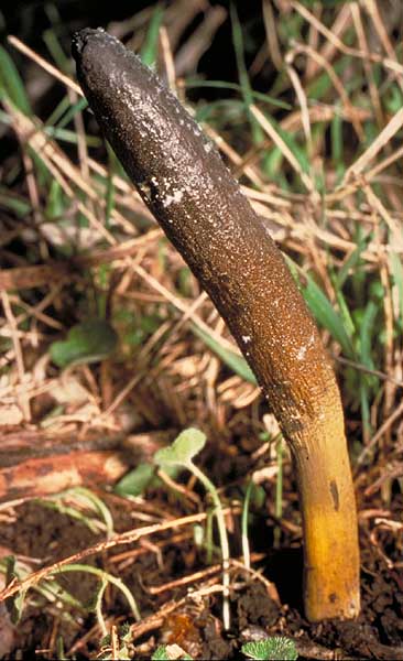 Cordyceps gunnii