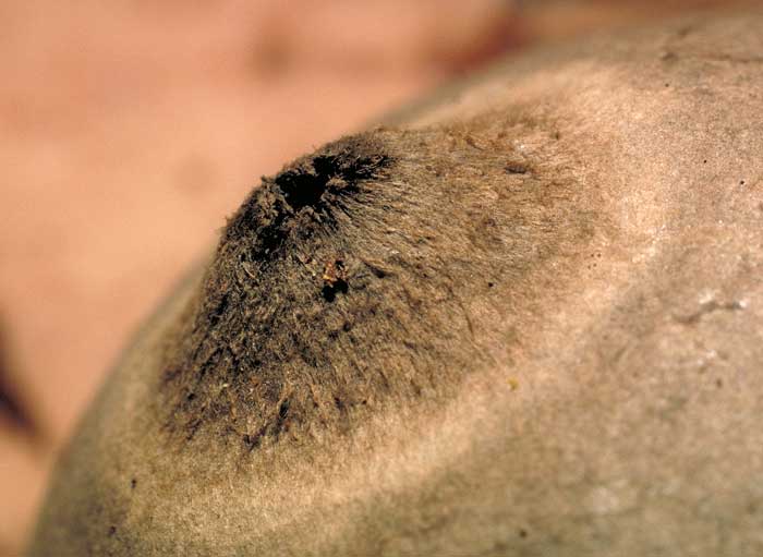 photo: Geastrum sp. ostiole