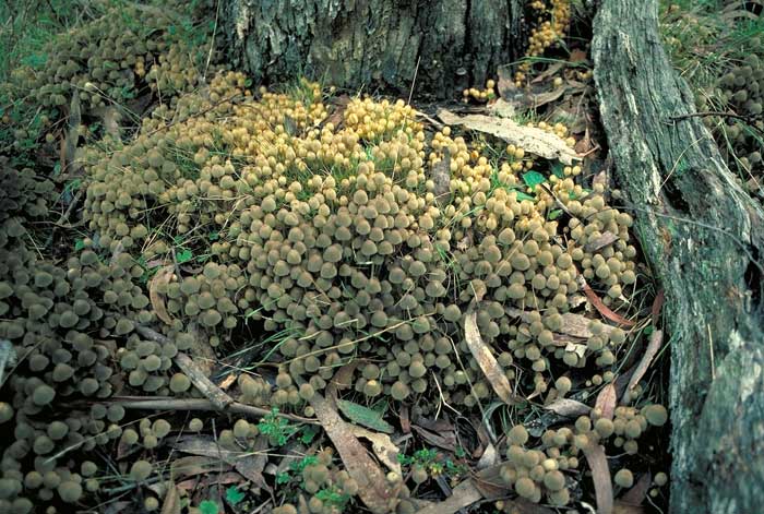 photo: Coprinus disseminatus