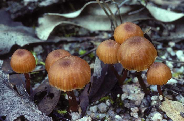 photo: Laccaria sp.