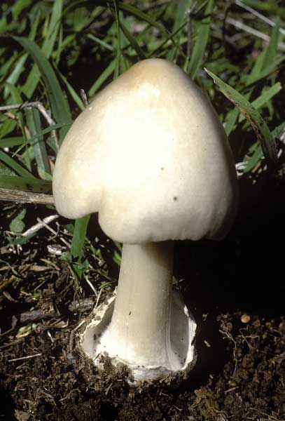 photo: Volvariella speciosa