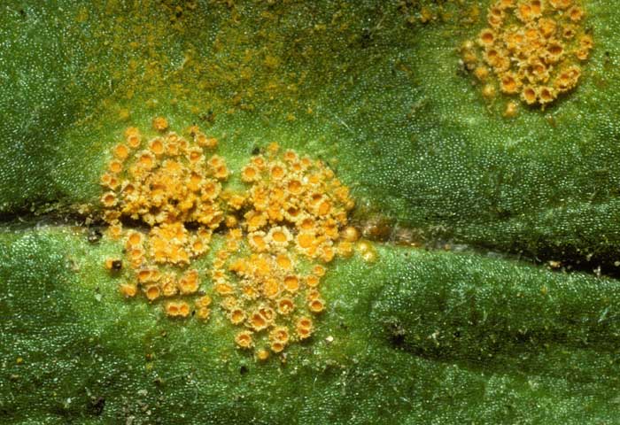 photo: Puccinia sp.