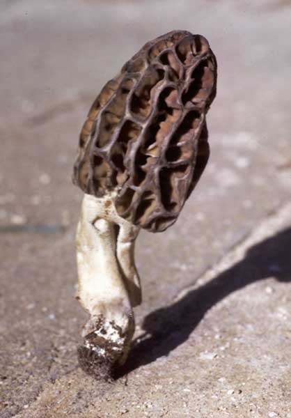 Morchella elata