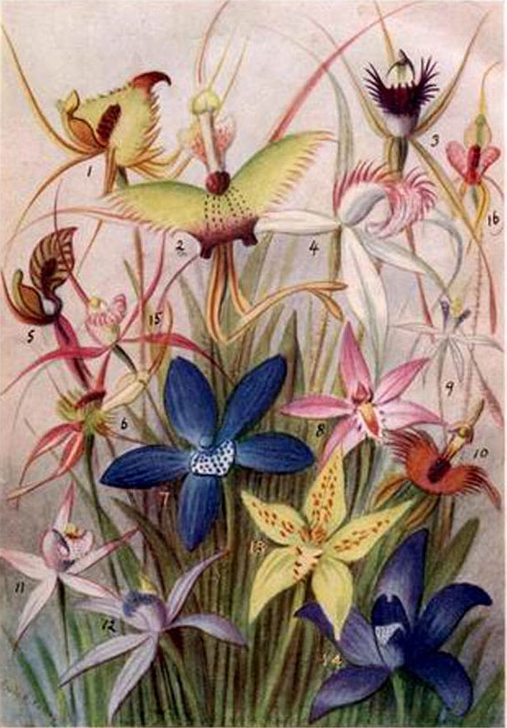 illustration: Thysanotus juncifolius