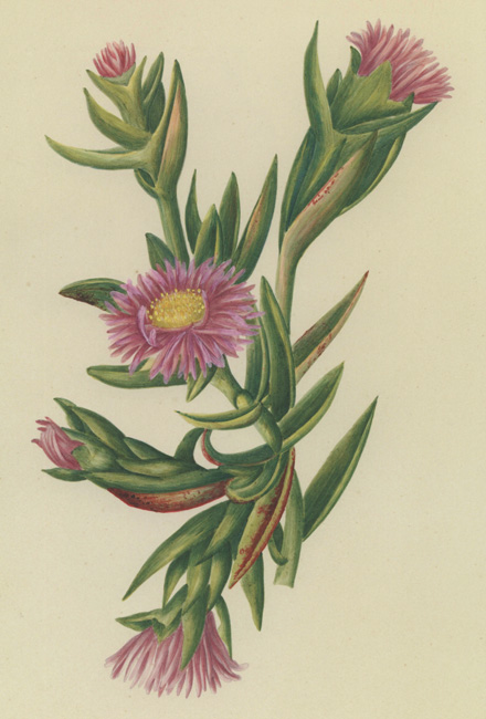 illustration: Thysanotus juncifolius