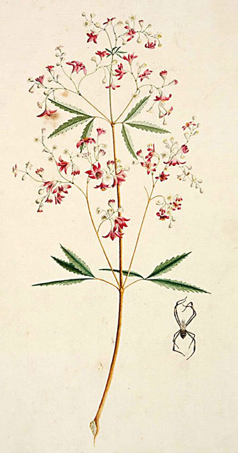 illustration: Ceratopetalum gummiferum