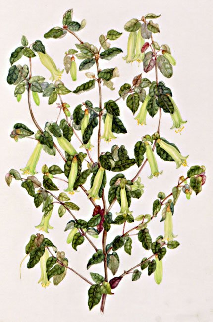 illustration: Correa reflexa var. speciosa