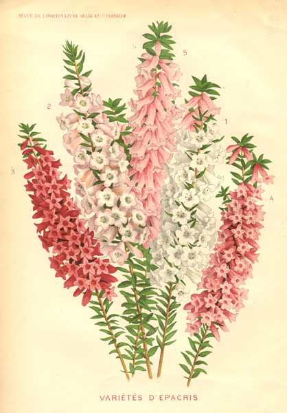 illustration: Epacris impressa