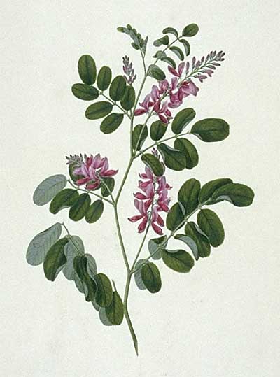 illustration: Indigofera pratensis