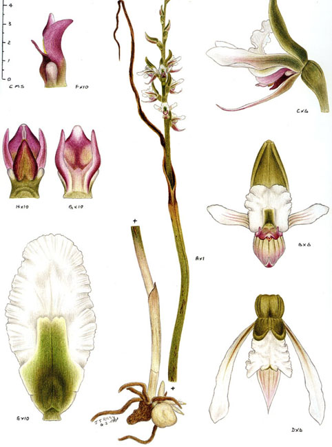 illustration: Thysanotus juncifolius