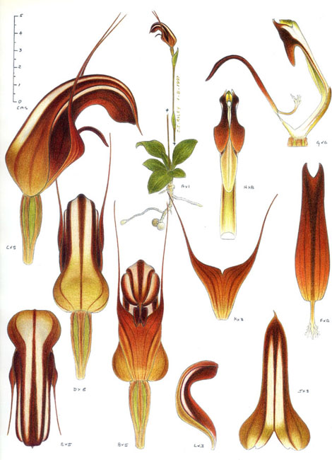 illustration: Thysanotus juncifolius