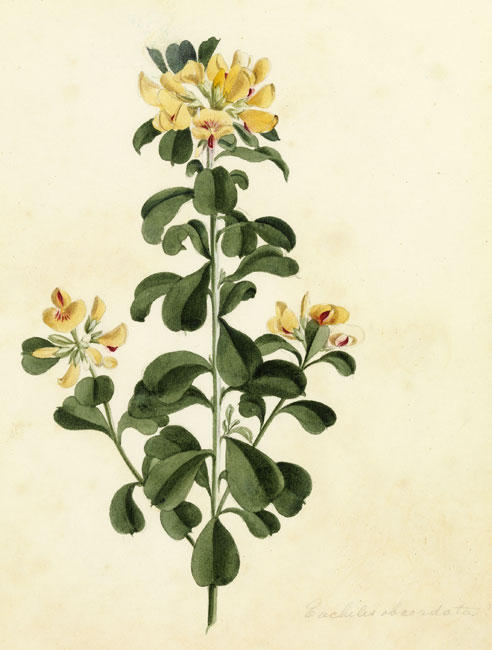 illustration: Pultenaea daphnoides