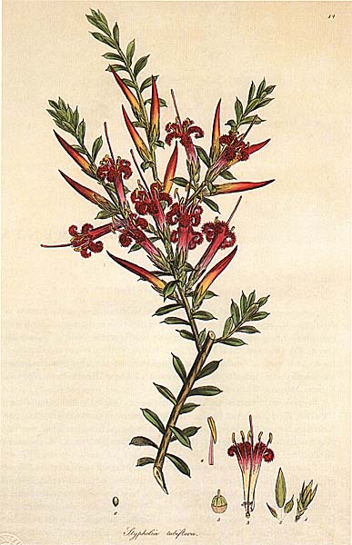 illustration: Styphelia tubiflora