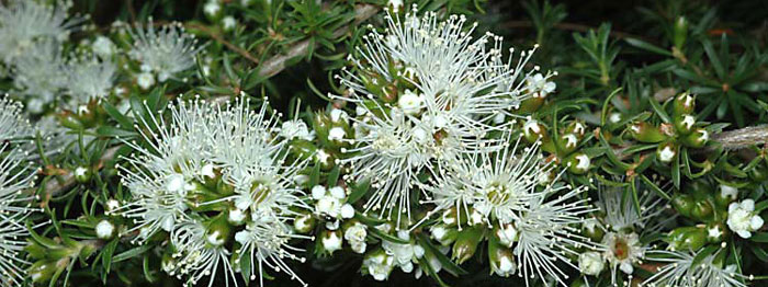 Kunzea ambigua