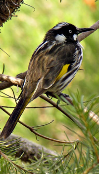 honeyeater