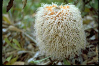 Banksia bauerii