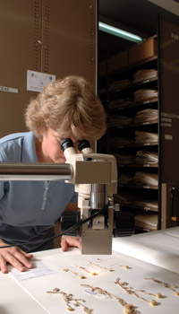 herbarium staff