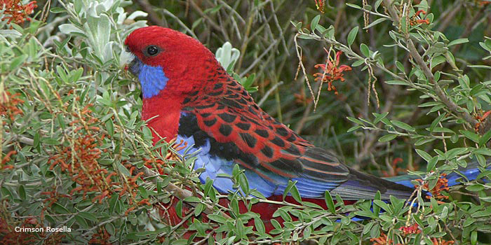 botanic gardens