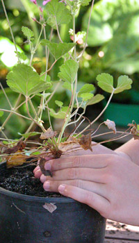 potting