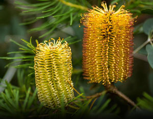 Australian National Botanic Gardens - home page