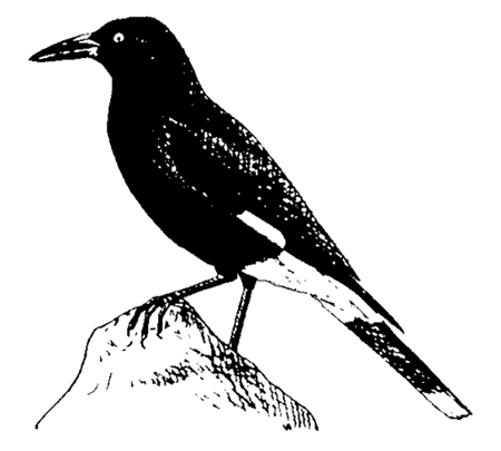 Image result for currawong gif