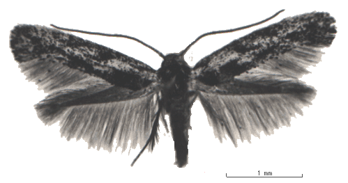 moth Ogmograptis scribula