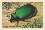 Green Ground Beetle