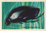 Large Black Water Beetle