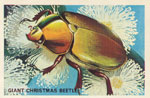 Giant Christmas Beetle
