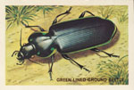 Green Lined Ground Beetle