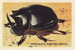 Kershaw's Burying Beetle